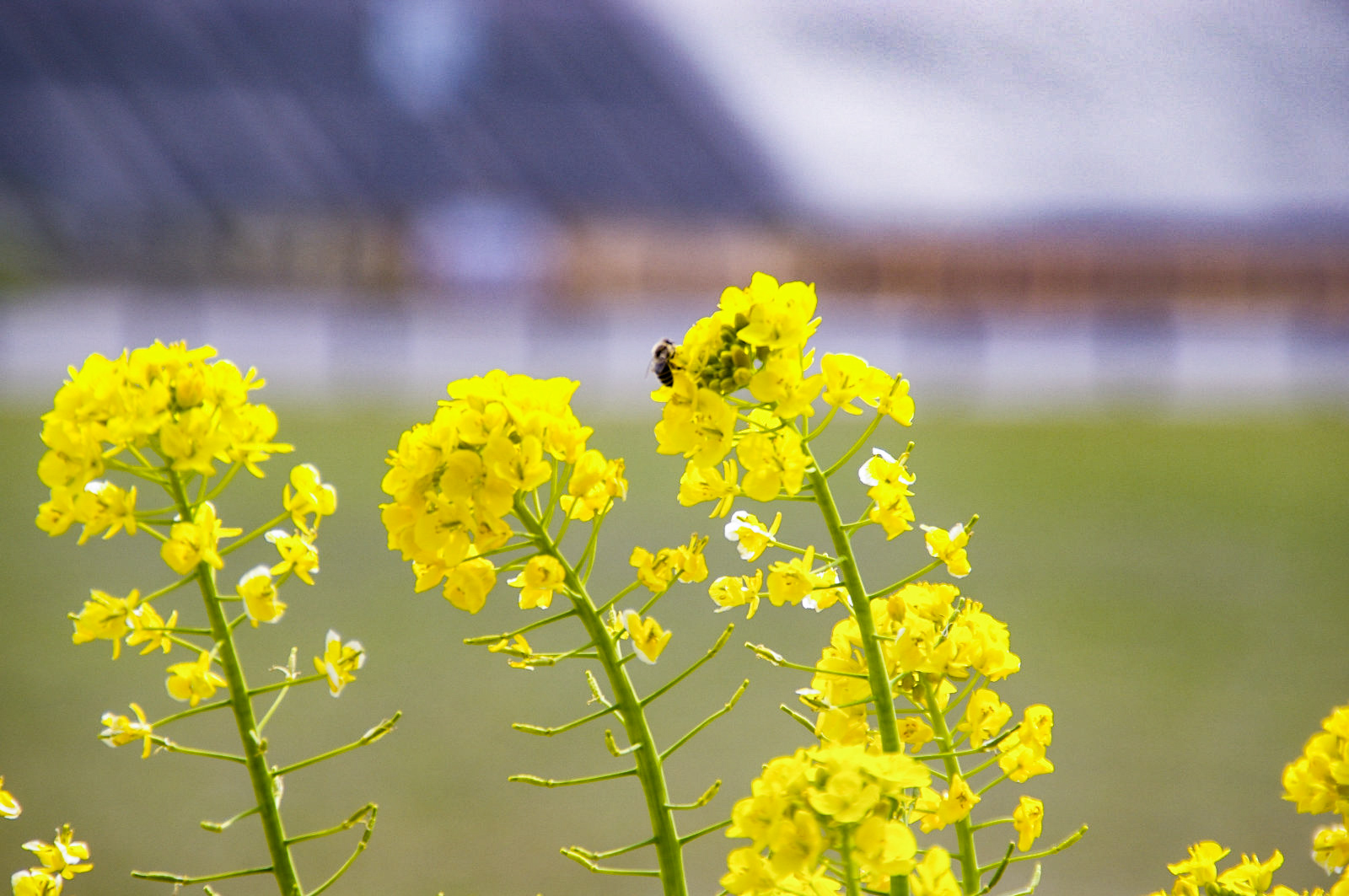 菜の花の花粉を体につける蜂