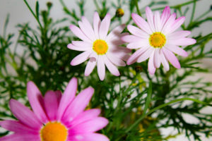 真っ白な花びらのマーガレット