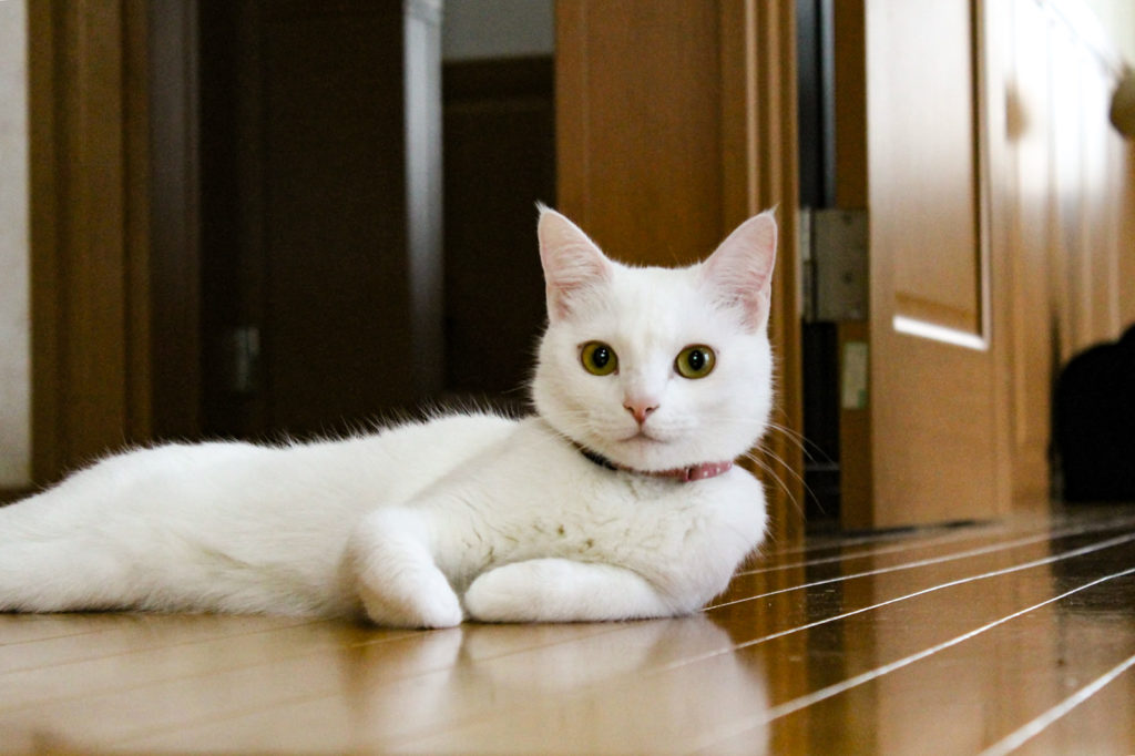 優雅に構える白猫のマロ