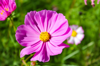 紫の花びらと黄色の花粉