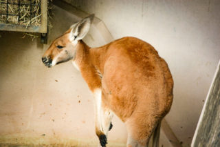 反省中のカンガルー