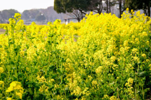 あたりを黄色く染める菜の花
