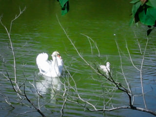 公園の池に浮かぶ白鳥