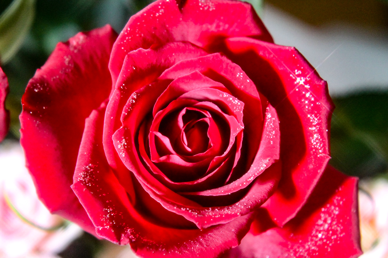 キラキラ光る一輪の薔薇 無料画像 フリー写真素材 Activephotostyle