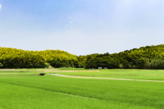 稲の絨毯