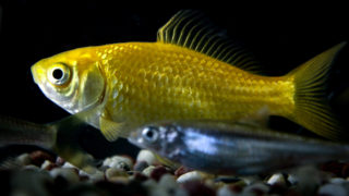 金魚と並ぶメダカ 無料画像 フリー写真素材 Activephotostyle