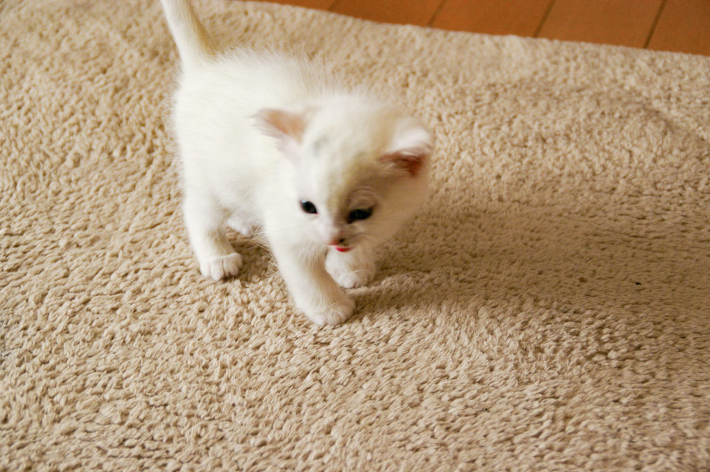 体長１５ｃｍの白猫の赤ちゃん