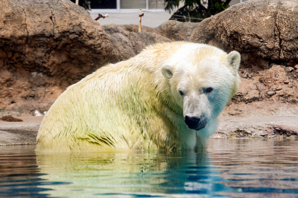 もう一度水中に行こうか考え中の白熊