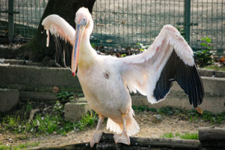 ペリカン
