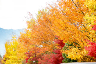 紅葉、銀杏が綺麗に並ぶ