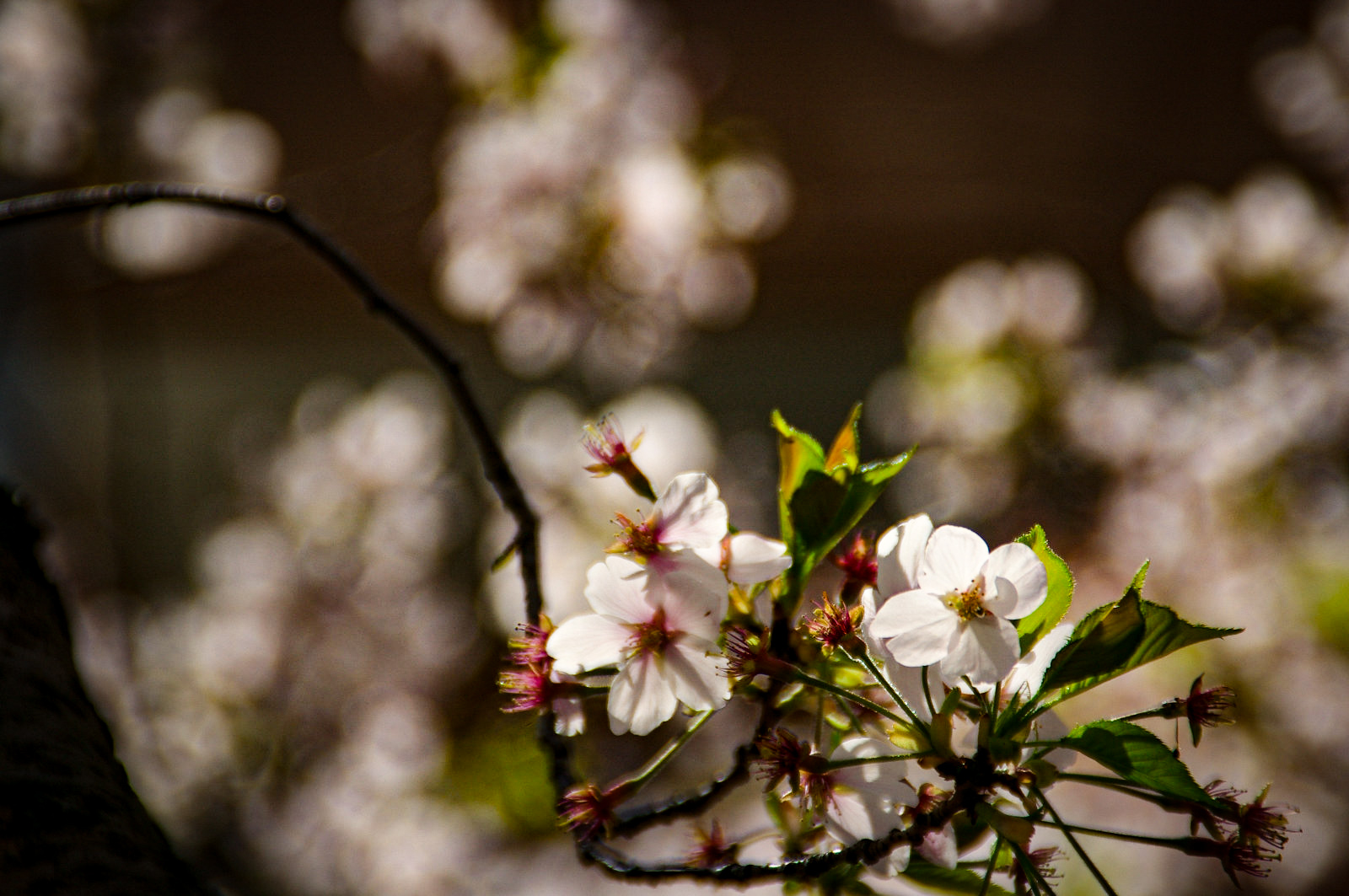 望遠で桜の花びらを撮影