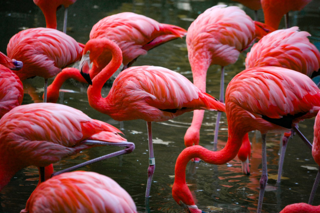 ピンクフラミンゴの群れ – 無料画像・フリー写真素材｜ActivePhotoStyle
