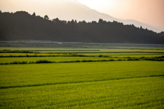 朝もやのかかった田んぼ