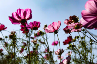 コスモスの花と花言葉
