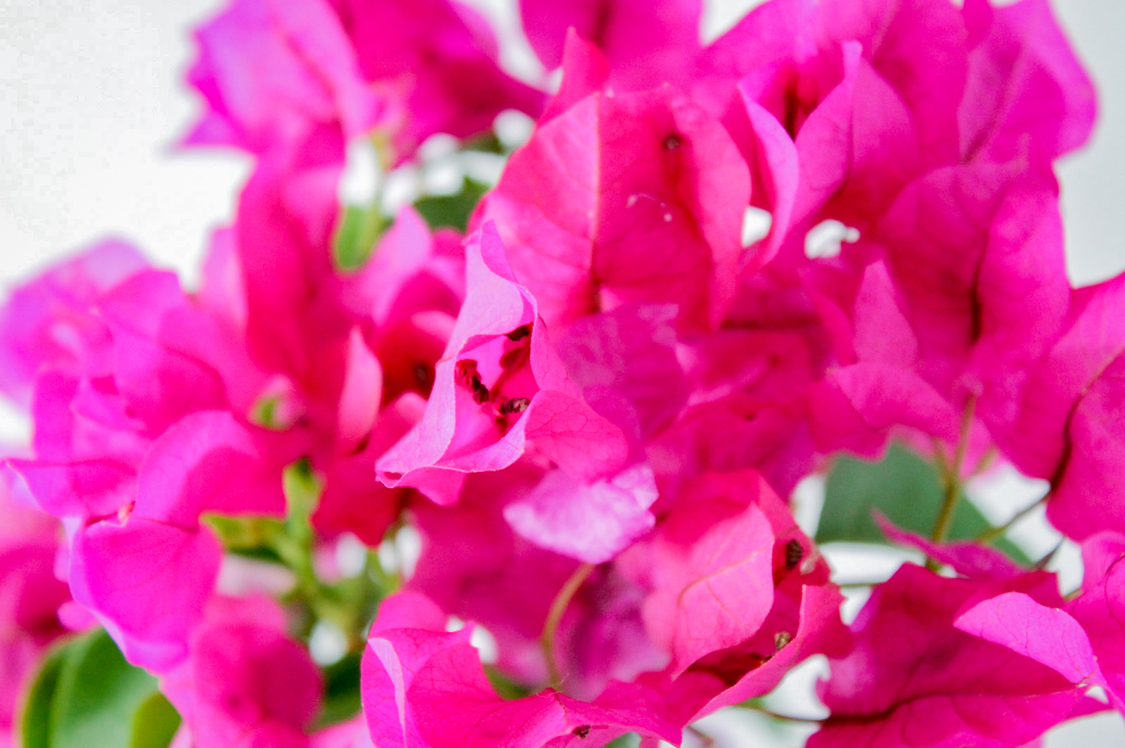 ピンクの花びら：ブーゲンビリア