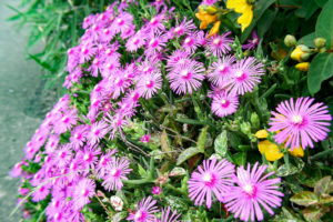太陽の明かりで花を開く松葉菊（マツバギク）