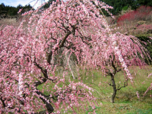 梅の花
