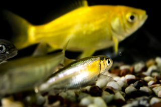 金魚と並ぶメダカ