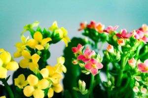 カランコエ黄色とピンクの寄せ植え