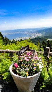 寄せ植えの背景に琵琶湖