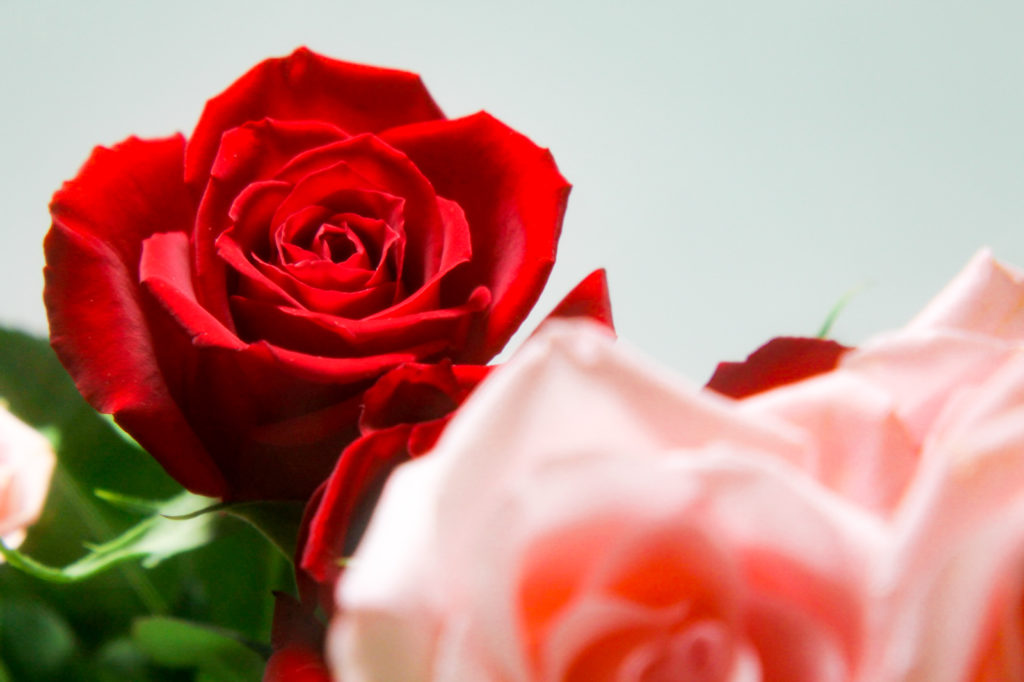 真紅の薔薇の花