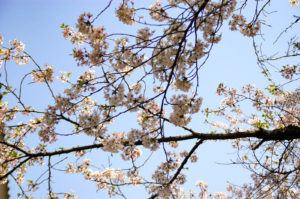 桜