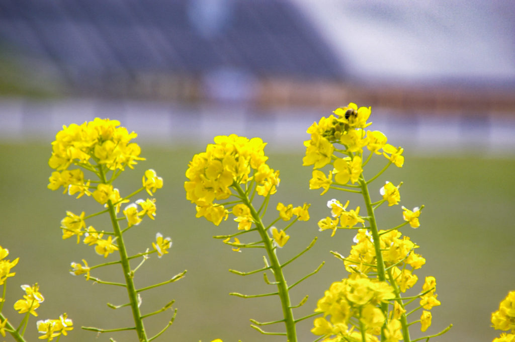 菜の花の花粉を体につける蜂
