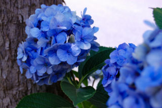 青色の紫陽花