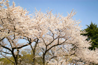 青空に映える満開の桜の花