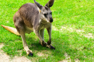 身構えるカンガルー