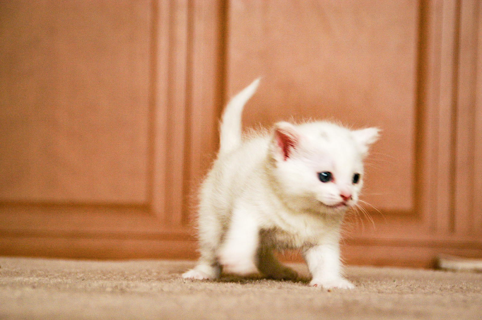 かわいい白猫
