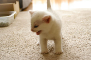 白い子猫