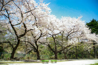 公園に咲く満開の桜