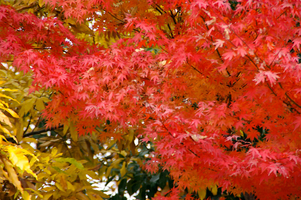見ごろになった鮮やかな紅葉 無料画像 フリー写真素材 Activephotostyle