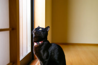 黒猫