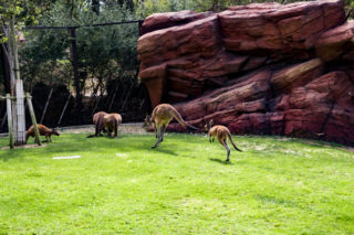 カンガルー