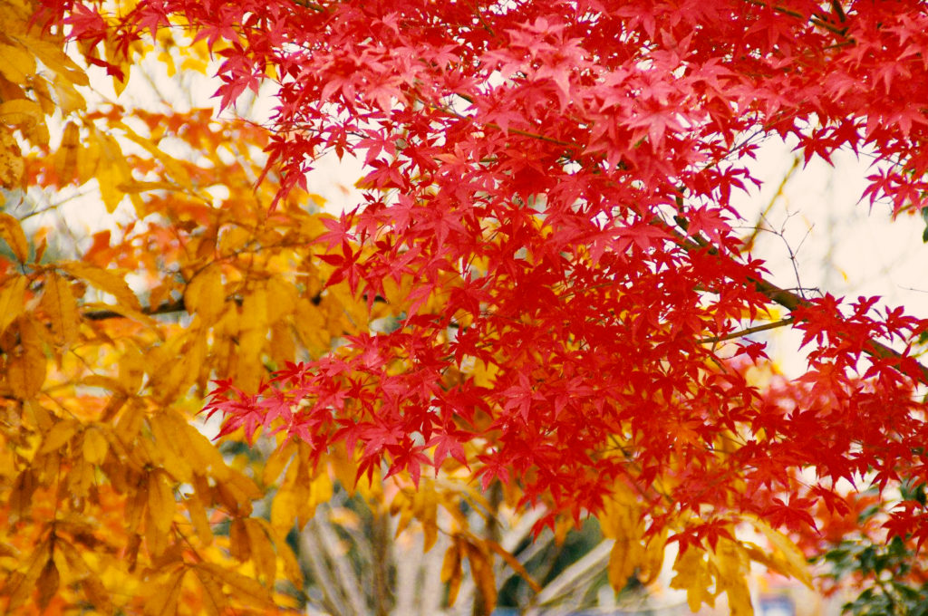 もみじ は秋を彩るトップスター 無料画像 フリー写真素材 Activephotostyle