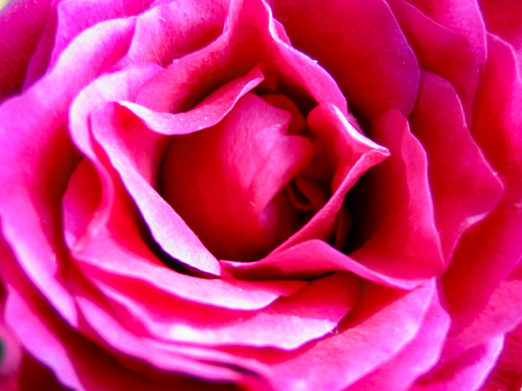 ピンクの薔薇を日の丸撮り