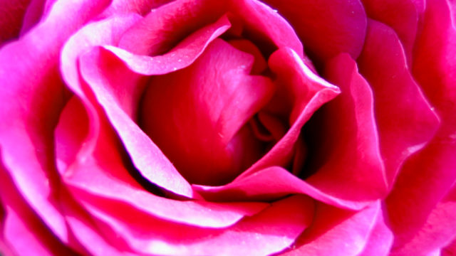 綺麗な赤い色をした薔薇の花 無料画像 フリー写真素材 Activephotostyle