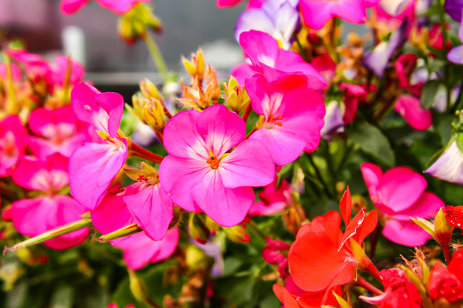 ゼラニウムの花言葉は 色別や和名などを紹介します 無料画像 フリー写真素材 Activephotostyle
