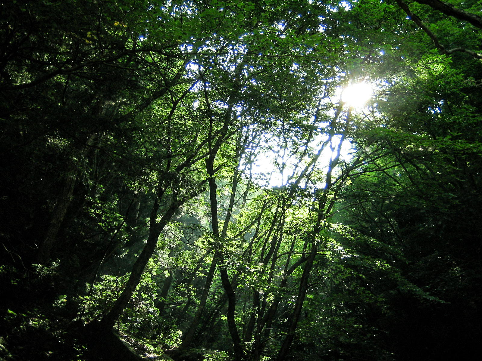 暗い森に差し込む木漏れ日の日差し 無料画像 フリー写真素材 Activephotostyle