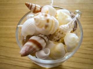海で散歩中に拾った貝殻