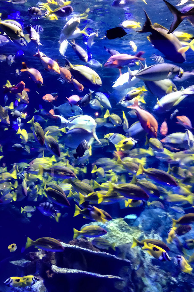 熱帯魚の大群の写真