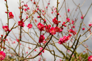 梅の花の写真