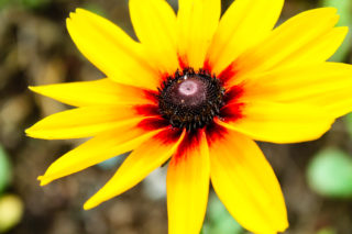 ルドベキアの花びらの写真