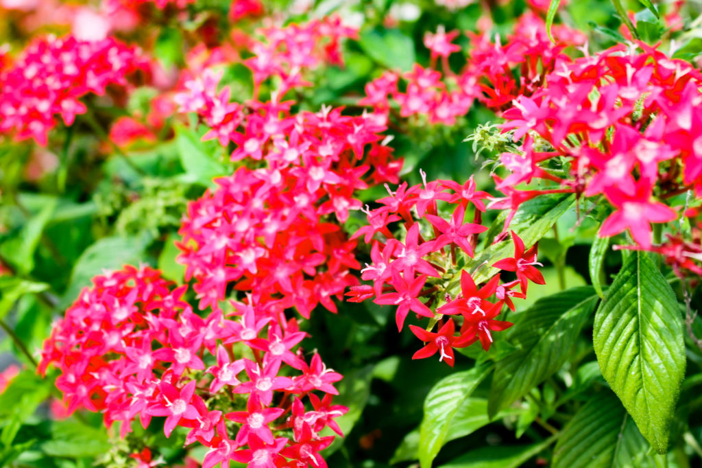 ペンタスの花の写真