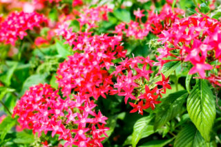 ペンタスの花の写真