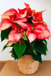 クリスマスの花といえばポインセチアの写真