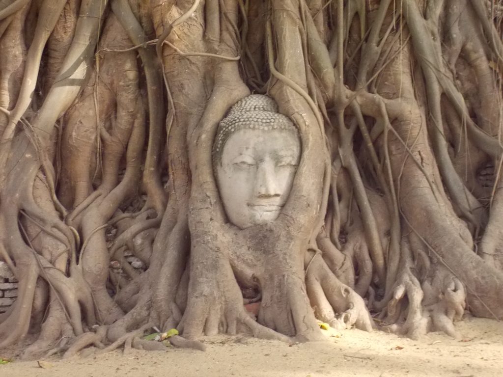 ワット・マハタートの木の根に抱かれた仏頭（アユタヤ遺跡）