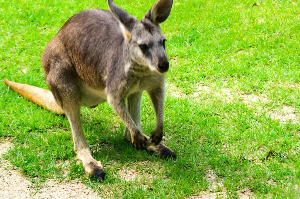 草原でこちらに身構えるカンガルー